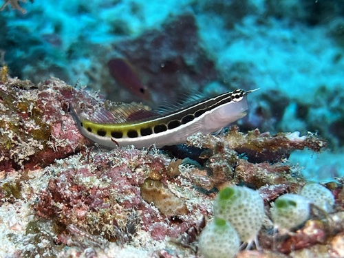 Lined Combtooth Blenny