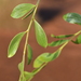 Acacia monticola