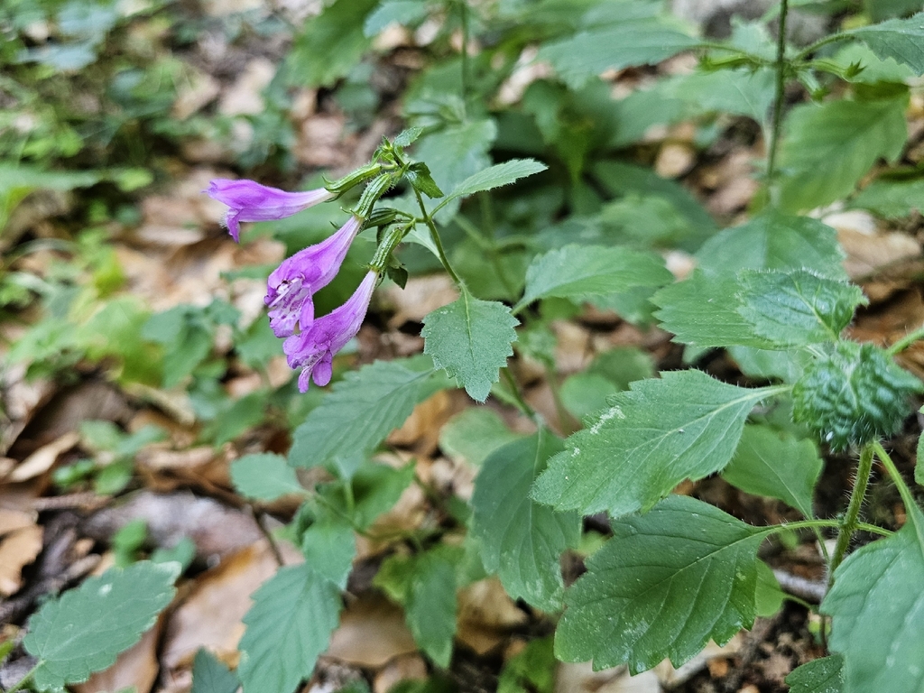Clinopodium grandiflorum; photograph (c) Clément Maouche, some rights reserved (CC BY)
