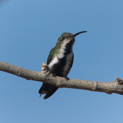 Veraguan Mango photo 2