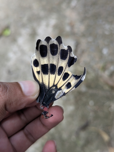Sri Lankan Blue Mormon