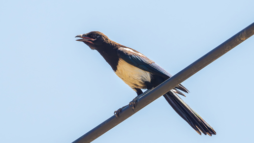 Eurasian Magpie
