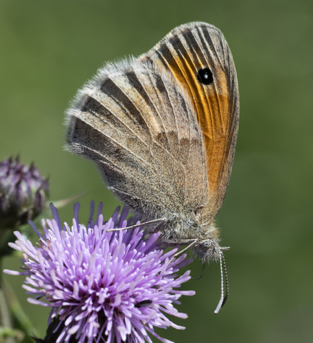 Small Heath