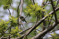 Setophaga coronata
