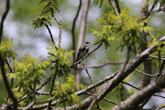 Setophaga coronata