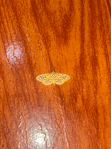 Red-Spotted Sweetpotato Moth