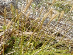 Carex pediformis