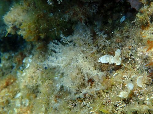 Wrangelia observed 2026-08-12