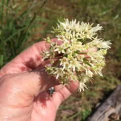 Allium fraseri