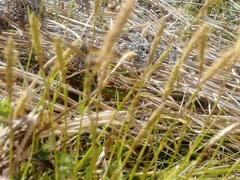 Carex pediformis