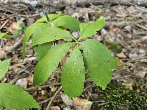Cardamine pentaphyllos