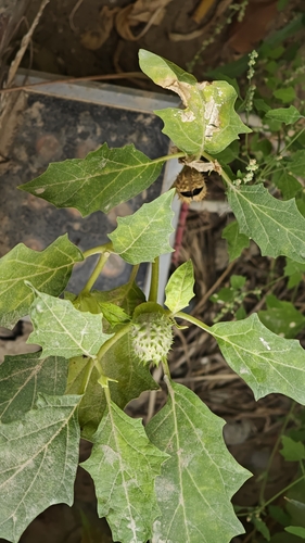 jimsonweed