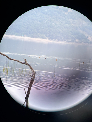 iNaturalist image
