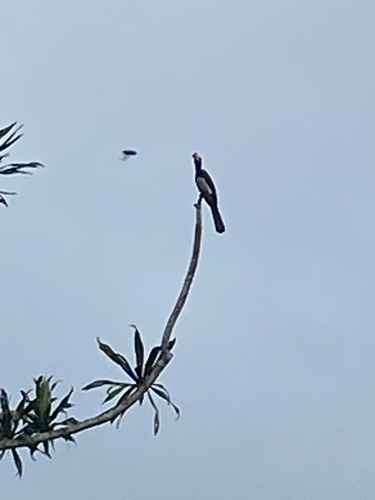 Congo Pied Hornbill
