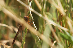 Neurocordulia xanthosoma