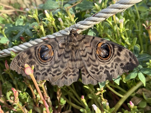 Common Owl Moth