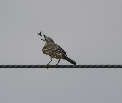 Western Kingbird