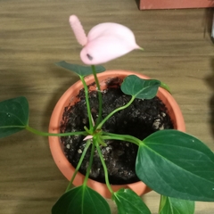 Anthurium hybridum