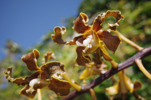 Dendrobium discolor, photograph 2