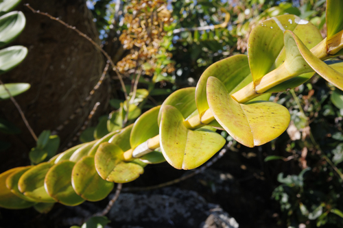 Dendrobium discolor, photograph 3