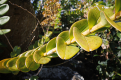 Dendrobium discolor, photograph (c) Bruce Cathie, some rights reserved (CC BY)