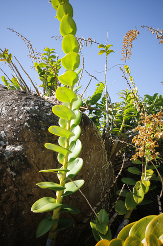 Dendrobium discolor, photograph 4