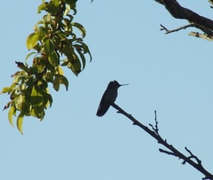 Sephanoides sephaniodes