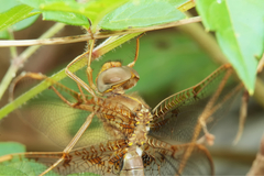 Neurocordulia xanthosoma