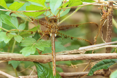 Neurocordulia xanthosoma