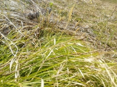 Carex pediformis