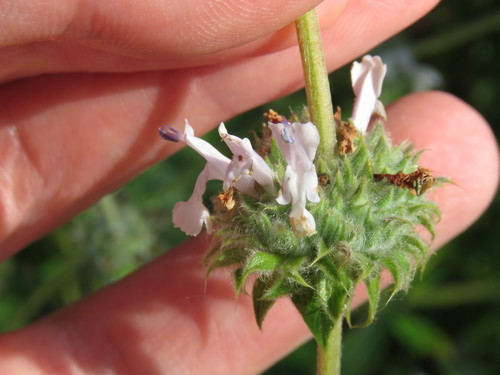 iNaturalist observation photo of black sage
