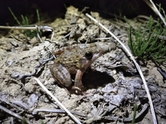 Glandirana emeljanovi