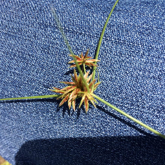 Cyperus retroflexus