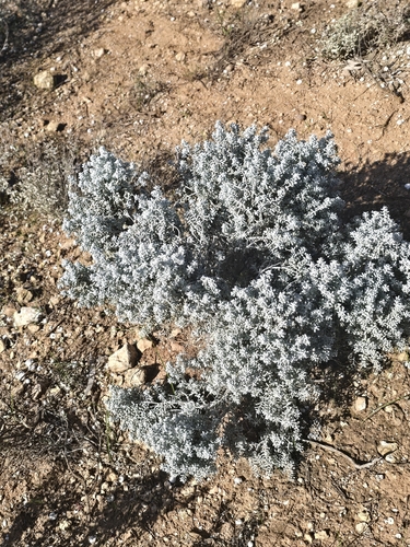 Maireana sedifolia, photograph 3
