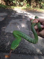 Gonyosoma