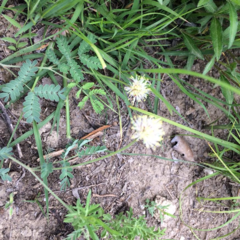 Desmanthus reticulatus