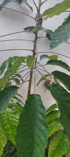 Didymopanax morototoni, 2026-08-12