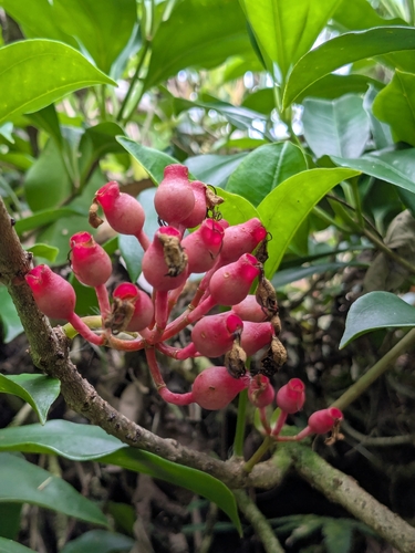 Medinilla medinilliana observed 2026-08-09