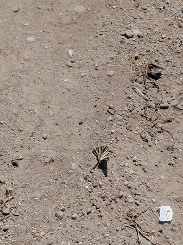 Scarce Swallowtail