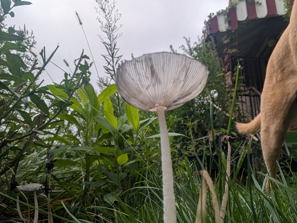 hare's foot inkcap · August 2026 · photo: Photo: no rights reserved · iNaturalist