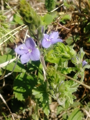 Veronica krylovii