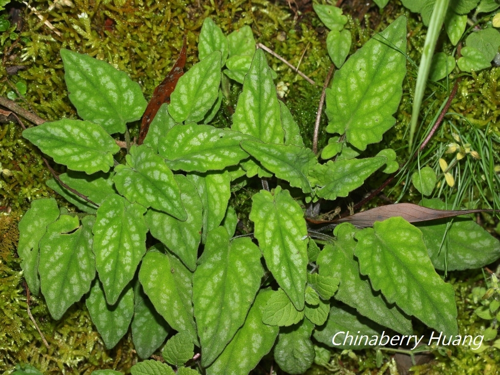 Valeriana hsui