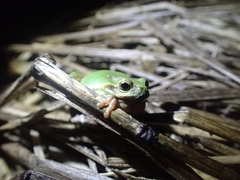 Hyla flaviventris