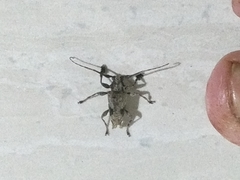 Steirastoma aethiops