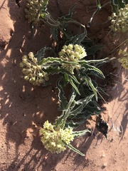 Asclepias macrosperma