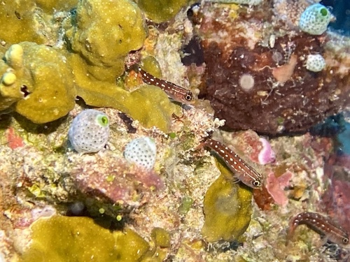 Maldives triplefin (Helcogramma maldivensis) — Tripterygiidae — 3