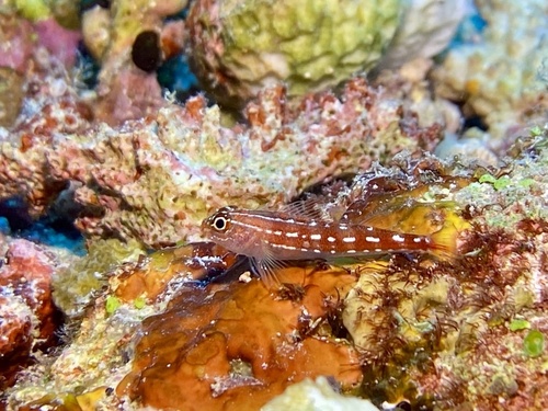 Maldives triplefin (Helcogramma maldivensis) — Tripterygiidae — 5
