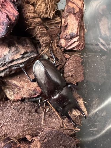 Prismognathus dauricus
