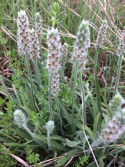 Plantago hookeriana