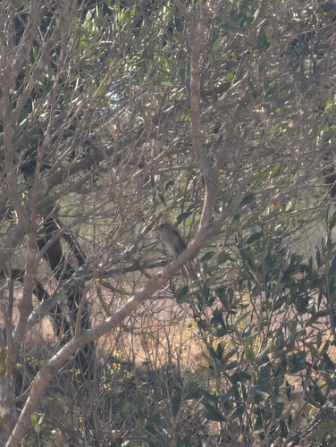Spotted Flycatcher
